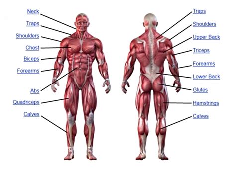 KIANMENG.ORG: Human Muscle Groups and Strength Training