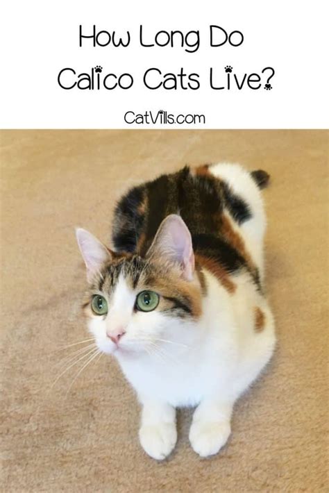 How Long Do Calico Cats Live? Secrets to Their Longevity