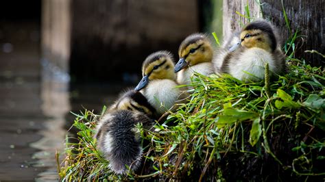 Download Duckling Baby Animal Bird Animal Duck 4k Ultra HD Wallpaper