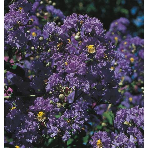 Purple Magic Crape Myrtle Flowering Shrub in Pot (With Soil) (L24800 ...