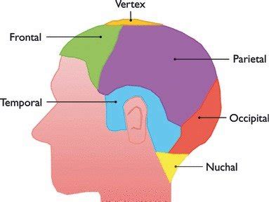 Anatomic regions of the scalp. | Download Scientific Diagram