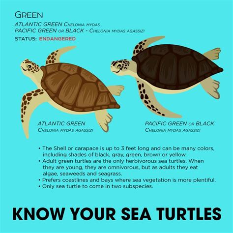 10 best Interesting Facts about the Green Sea Turtle images on ...