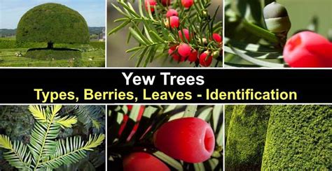 Yew Trees: Types, Berries, Leaves (Pictures) – Identification