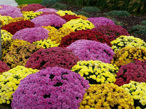 Planting Fall Mums in Georgia Gardens