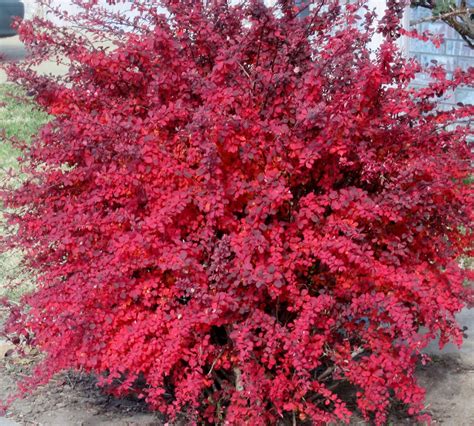 Rose Glow Barberry Shrub (1 Gal)- Deep purple foliage naturally mottle ...