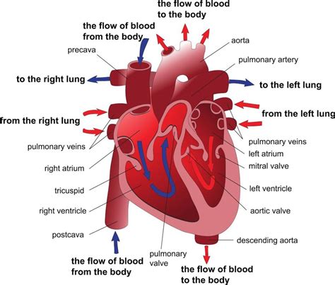 The Blood | RN-POST