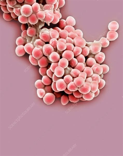 Streptococcus thermophilus bacteria, SEM - Stock Image - C010/8939 - Science Photo Library