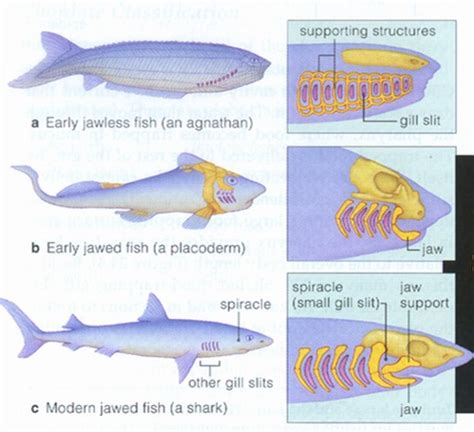 12.1 Evolution of Fishes – VCU BIOL 152: Introduction to Biological Sciences II