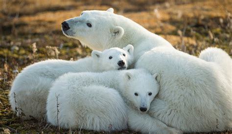 10 animales en peligro de extinción por culpa del ser humano