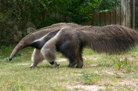 Giant Anteater | Facts & New Photographs | The Wildlife