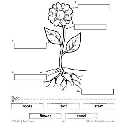 Awesome Parts Of A Flowering Plant Diagram To Label And View | Parts of a flower, Parts of a ...