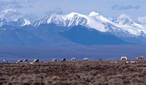 The Arctic tundra, more than 10 million years of evolution | Polarjournal