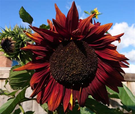 A short history of sunflowers – The Big Sunflower Project