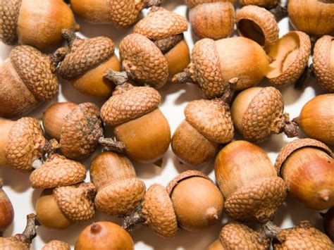 Acorns – Highly Recommended Superfood That Can Fight Against Chronic ...