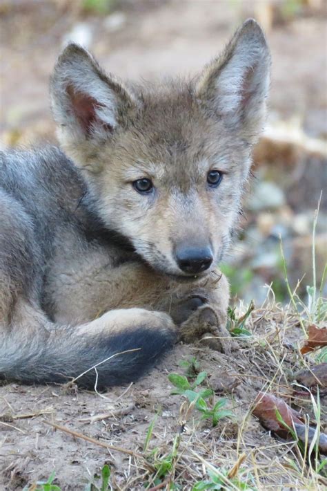 2020 Wolf Pups — Wildlife Science Center