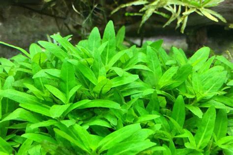 Staurogyne Repens Care Guide – Planting, Growing, and Propagation ...