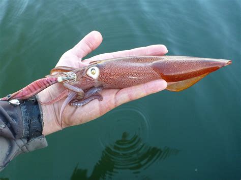 Jigging for Squid 101: Calamari for the Holidays - The Fisherman