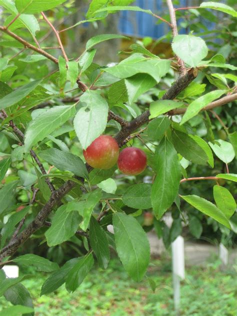 Chickasaw Plum fruit | The fruit is just beginning (June) to… | Flickr