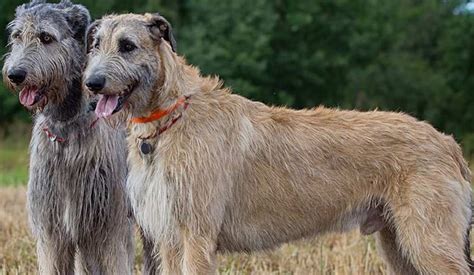 Irish Wolfhound - Puppy Area