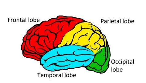 4 Lobes Of The Brain