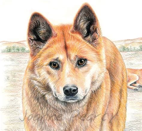 Dingo Dog Paintings - Yahoo Image Search Results | Dog paintings, Drawing artist, Pencil drawings