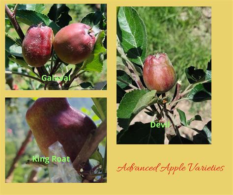 Some New Apple Varieties In India - General Fruit Growing - Growing Fruit