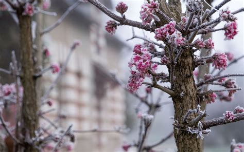 Download wallpaper 2560x1600 tree, branches, flowers, hoarfrost, macro widescreen 16:10 hd ...