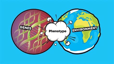 Genotype vs Phenotype: Examples and Definitions | Technology Networks