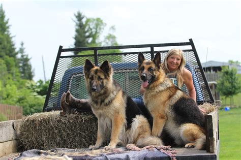 von shap haus | German Shepherd Dog Breeder | Woodsfield