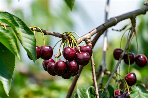 How to Harvest Cherries - JParkers