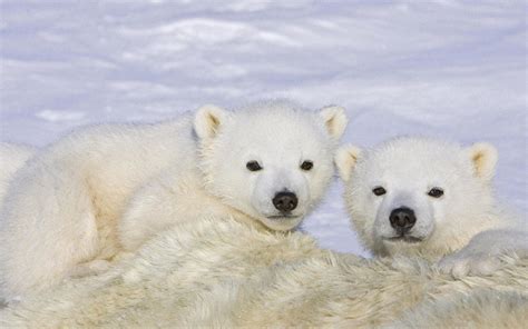 Baby Polar Bear Wallpaper (52+ images)