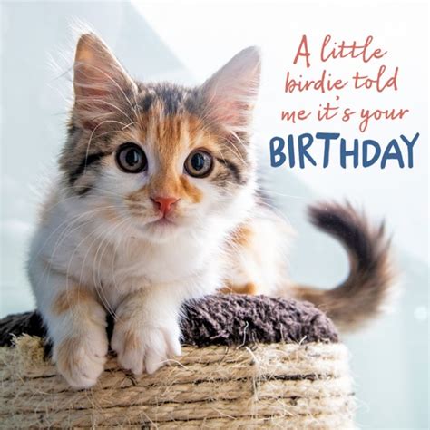 A Little Birdie Told Me It's Your Birthday Card | Moonpig