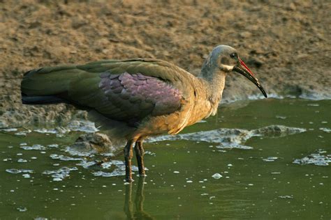 African Waterbirds – Nature Photography