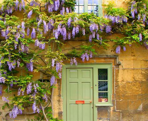 The UK’s 7 Best Climbing Plants for Shade - The Arches