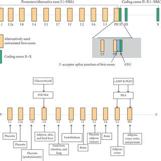 Encoding CYP19A1 gene structure of aromatase. | Download Scientific Diagram