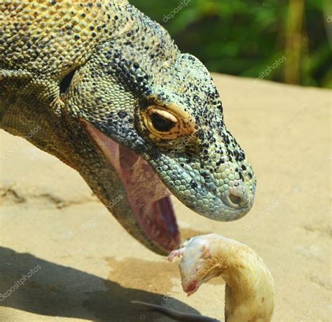 Komodo Dragon Eating a Mouse Stock Photo by ©MichaelFitzsimmons 77504886