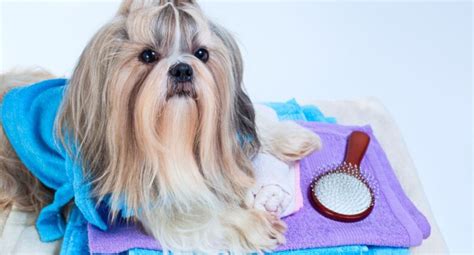 Best Brushes for Shih Tzus: Shih Tzu Grooming Tools 101