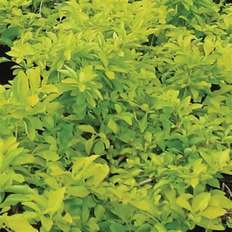 Tuberflora Nursery - Duranta Gold