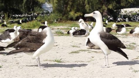 Laysan Albatross Mating Dance - YouTube