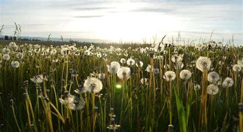 10 Edible Weeds: DIY Survival Salad