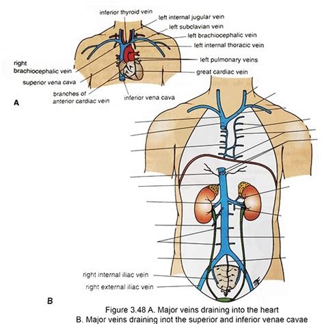 The tributaries of the superior and inferior vena cava Diagram | Quizlet