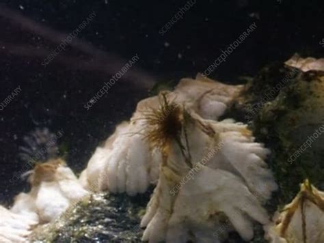 Barnacles feeding - Stock Video Clip - K005/0822 - Science Photo Library