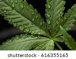 Cannabis Plant Leaf Free Stock Photo - Public Domain Pictures