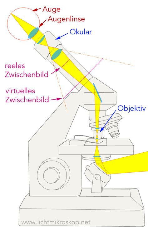 Wie funktioniert ein Mikroskop? (Funktion Lichtmikroskop) | Mikroskop, Menschliche anatomie ...