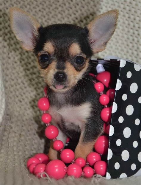 Red Nose Chihuahua For Sale - Pets Lovers