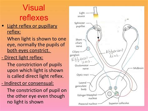 visual pathway