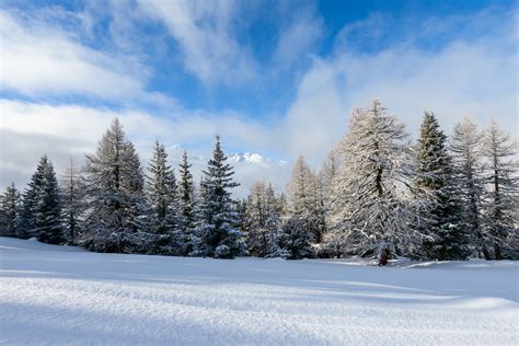 Unspoiled, an alpine forest in winter with fresh snow - NiO Photography