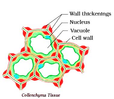 Sclerenchyma Tissue Labeled