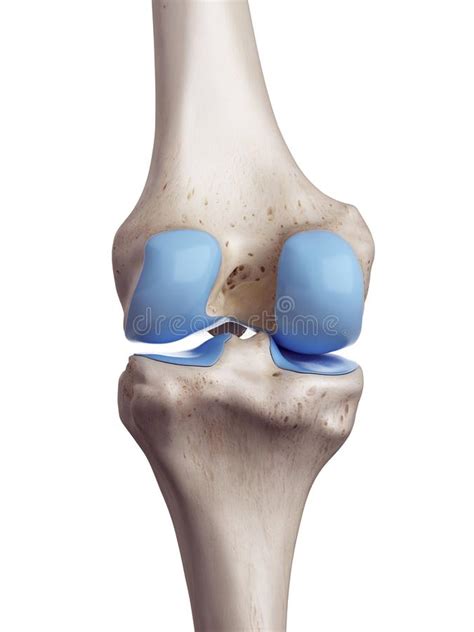 The knee cartilage stock illustration. Illustration of tibia - 115815914