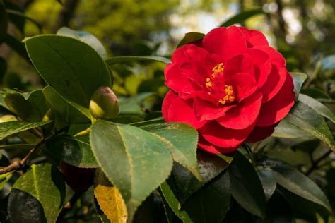 Beautiful Meaning and Symbolism of Camellia Flower | Florgeous | Camellia flower, Flower ...